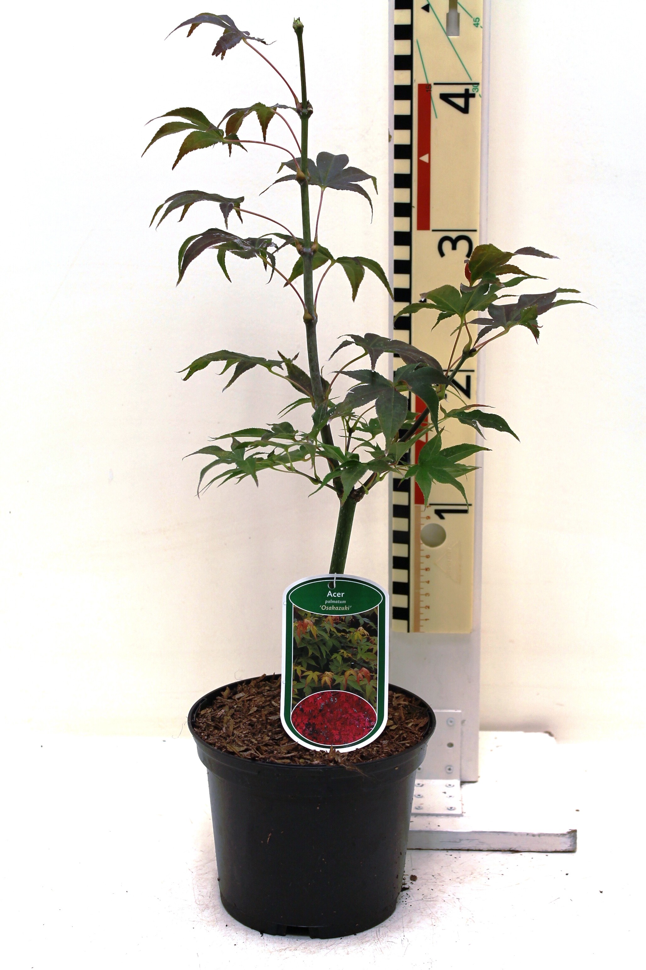 Acer palmatum 'Osakazuki' c2